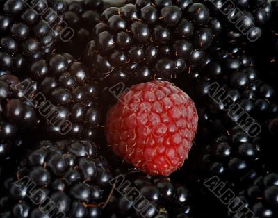 blackberries