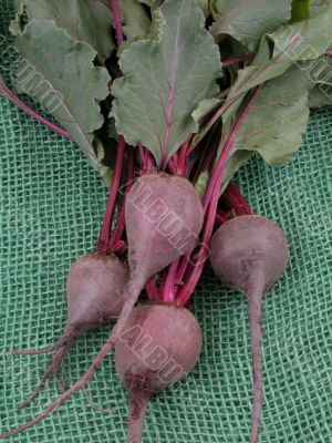 beetroot