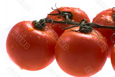tomatos