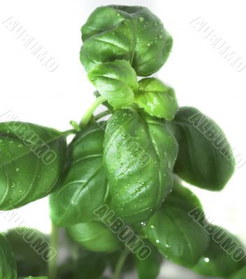 basil