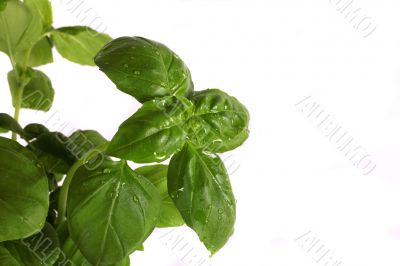 basil