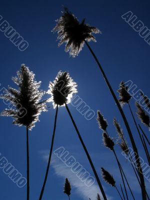 Reed and Sun