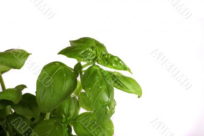 basil