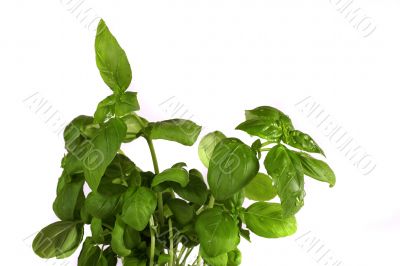 basil