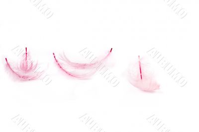 pink feather