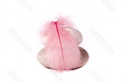 rock and pink feather