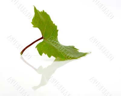 Green leaf in a white background with reflection
