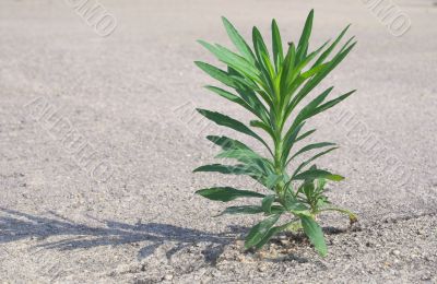 An Undesireable Weed An Undesireable Weed