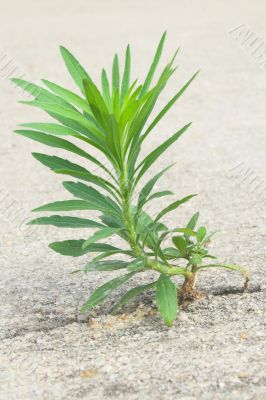 An Undesireable Weed