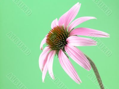 echinacea flower