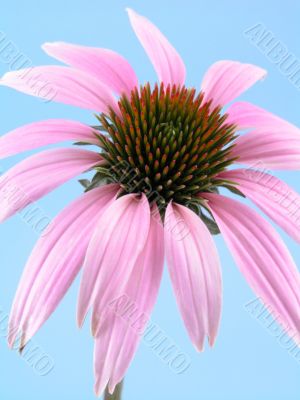 echinacea flower echinacea flower