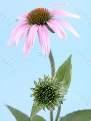 echinacea flower echinacea flower