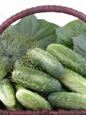 cucumbers