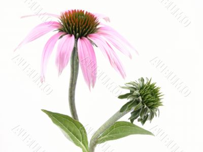 echinacea flower