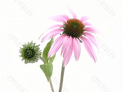 echinacea flower