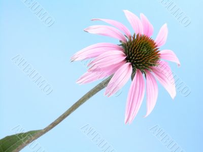 echinacea flower