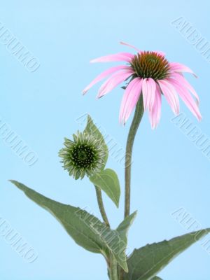 echinacea flower echinacea flower