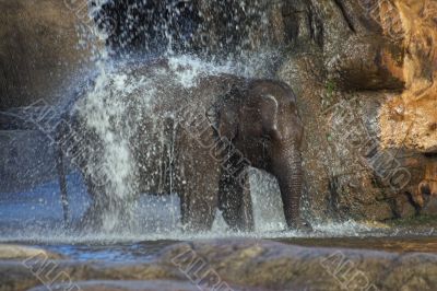 Elephant shower