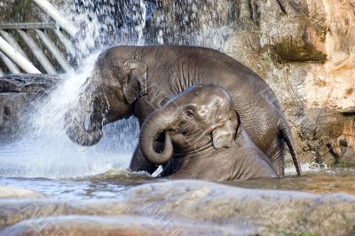 Elephant shower