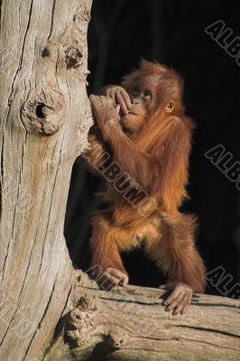 Baby orang utan Baby orang utan