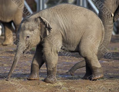 Baby elephant