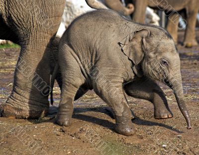 Baby elephant