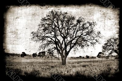 Aged paper
