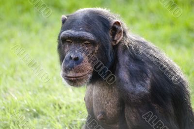 Chimpanzee