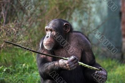 Chimpanzee