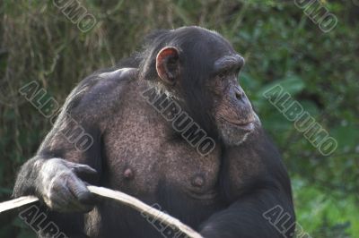 Female Chimpanzee