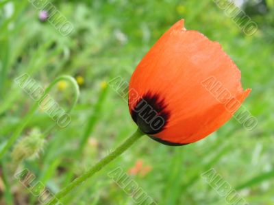 Flower of a poppy