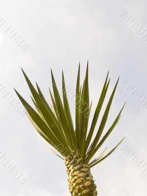 Small palm tree