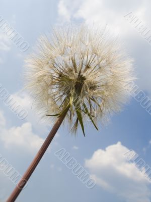 Dandelion