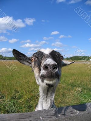 Head of a goat