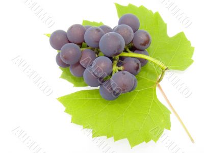 Brush and sheet of a grapes