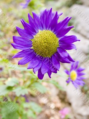 flower close up