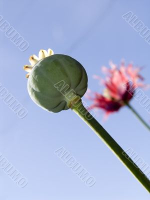 Fruit of a poppy