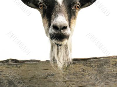 Ridiculous goat