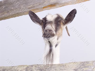 Ridiculous goat
