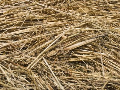 dry grass