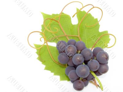 Cluster of a grapes
