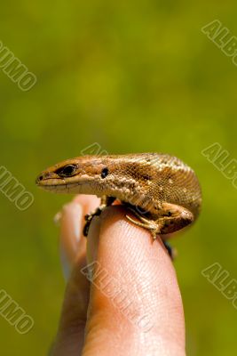 The small wild lizard on a finger