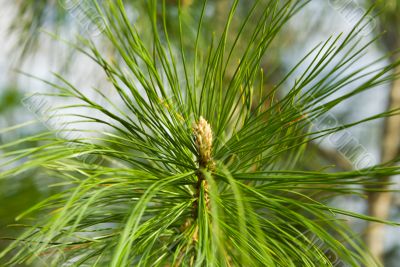 Branch of a cedar in a wood