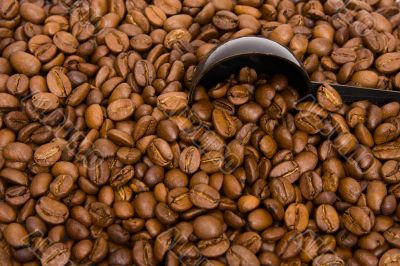 Roasted grains of fragrant black coffee