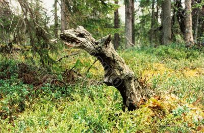 dead log dead log
