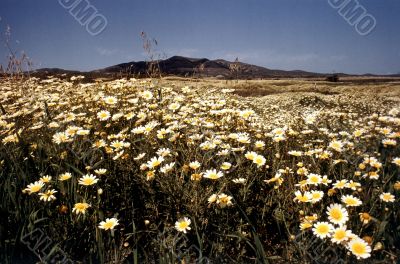 marguerite