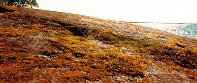 overgrown rock