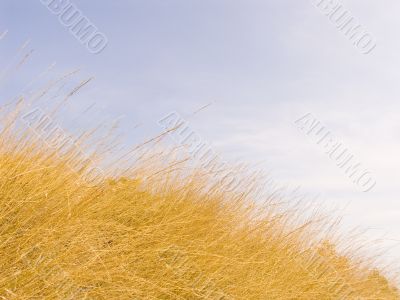 Yellow dry grass