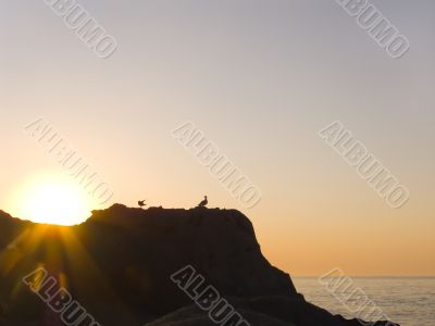 The seagull on a background of a rising sun