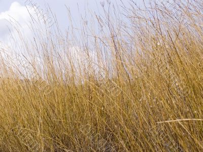  dry grass